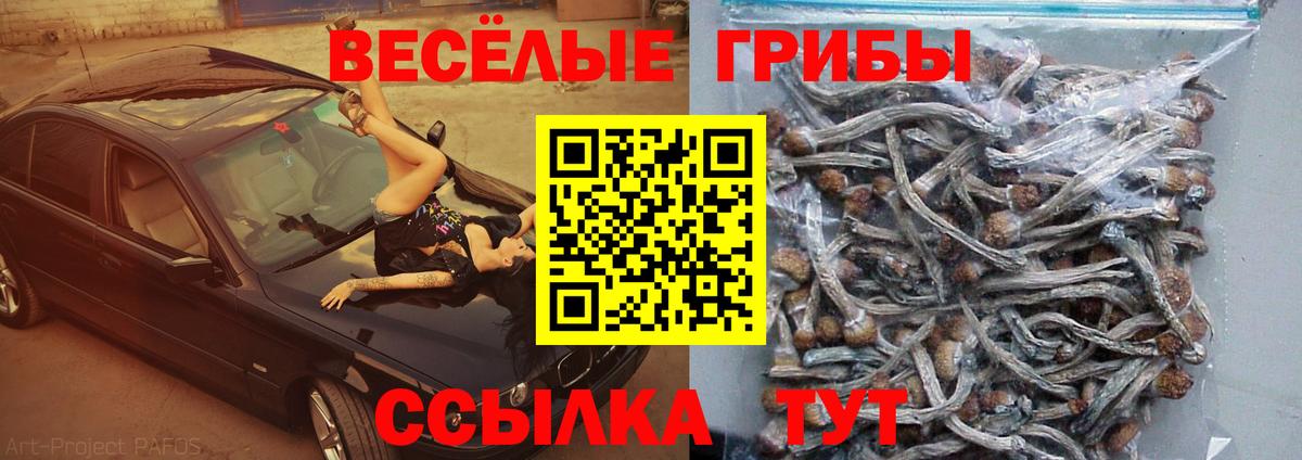 Псилоцибиновые грибы Cubensis  Вход с VPN  Якутск  Псилоцибиновые грибы GOLDEN TEACHER 